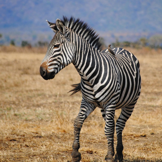 5-Days/4-nights Safari