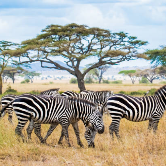 Safari Experience