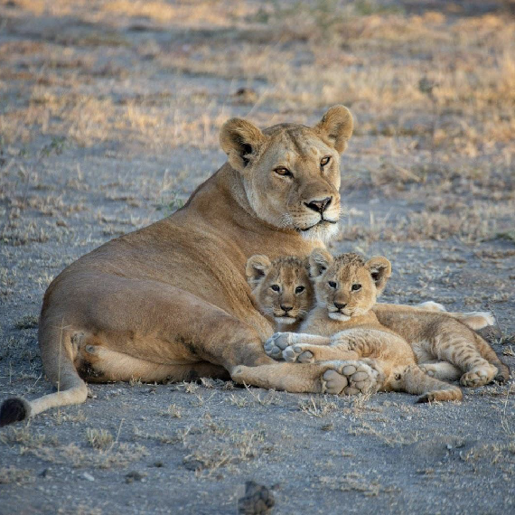 Safari Experience