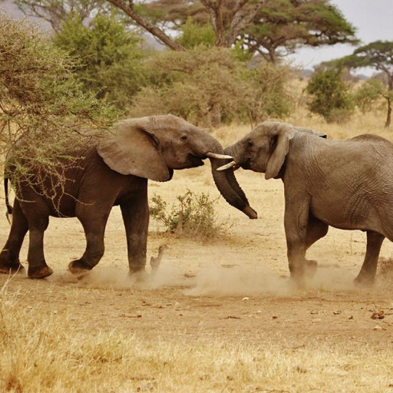 Safari Experience
