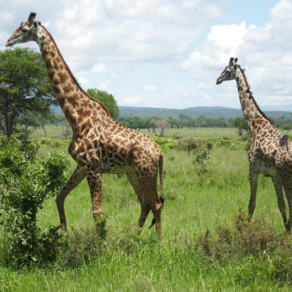 3-Days/2-nights Safari