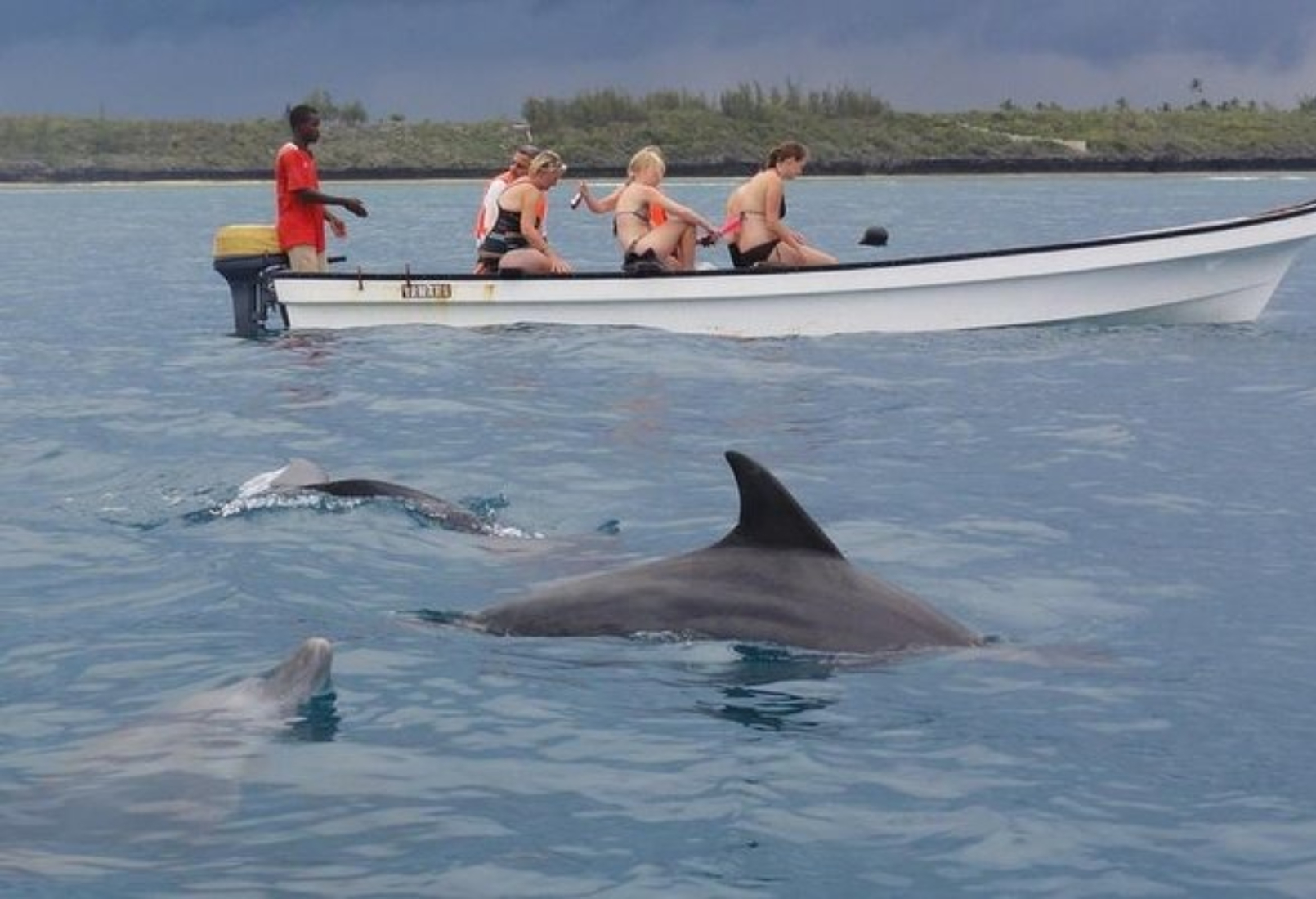 Mnemba Island Dolphin Tour